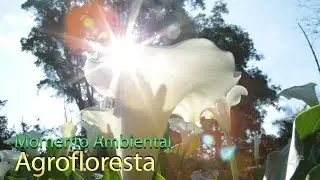 Agrofloresta - Momento Ambiental