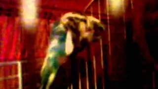 Parakeets chirping