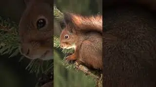 Squirrel in taiga forest
