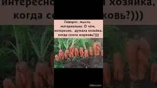 О чём думала хозяйка?