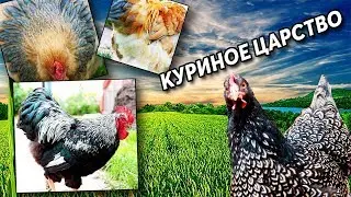 Породистые куры в подмосковном хозяйстве. Обзор породы Фавероль, и других кур.