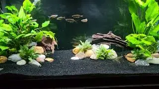 community barb 75 gallon