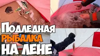 Подледная рыбалка на Лене в 2022 году!!! 