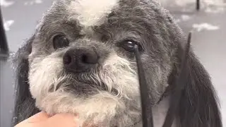 Grooming a Shih Tzu mix (Part 1 of 2)