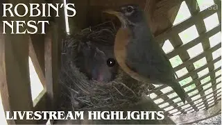 Robin Nest  Under My Deck - Livestream Highlights