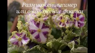 Как омолодить фиалку.Размножение химер.Переукоренение фиалки в воде.