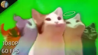 [1080P 60FPS] Pop cat Green screens Compendium (free use)