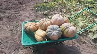🏡ГАРБУЗ - ГОСПОДАР ГОРОДУ🍊