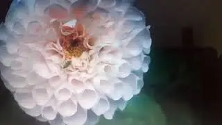 я не унижусь перед вами