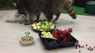 День рождения енота