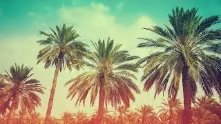 Dainer - Чунга Чанга