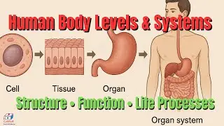 Human Body Structure Levels & Life Processes Explained