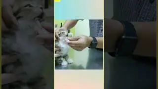 Deworming schedule & medicine  😸
