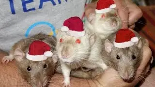 Christmas with the Rat Gang