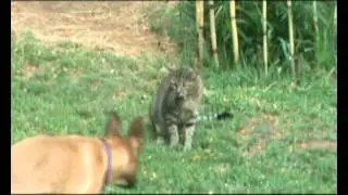 Wild cat becomes part of the family