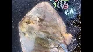 Скат Хвостокол (Морской Кот) - Одесса Чёрное море
