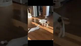 funny animals videos compilation best of 2023 try not to laugh 
