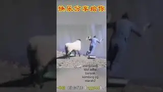 Kambing ngamuk auto kick