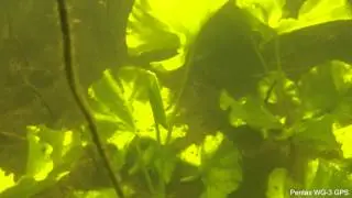 Pentax WG-3 underwater
