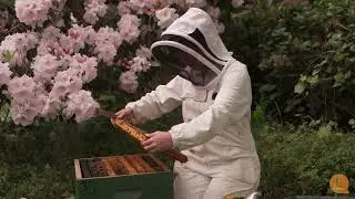 The Biology And Lifecycle of The Varroa Mite