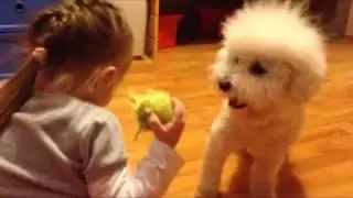 Bichon Frise playing with a ball