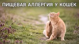 Пищевая АЛЛЕРГИЯ у Кошек 🐱