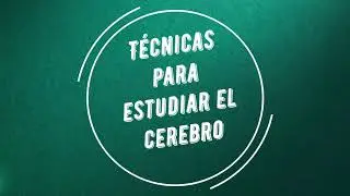 Técnicas de imagen cerebral. ¿Cómo estudiar el cerebro?