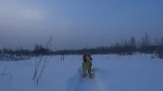 С РУССКОЙ ГОНЧЕЙ за ЗАЙЦЕМ.2021-2022.