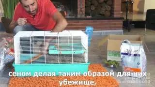 Морские свинки-первый день дома