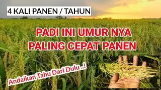 PADI P08, UMUR SUPER GENJAH TOLERAN KEKERINGAN #P08_Ug #CepatPanen