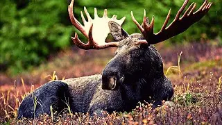 💚 Animals for Kids: Moose, Snake, Dolphin, Chicken, Beaver — ✅ SAVE THIS PLAYLIST