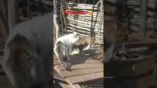 Коты выясняют отношения.