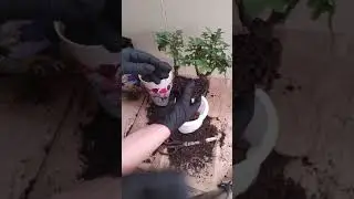 Пересадка горшечной розы с обязательной подрезкой корневой!