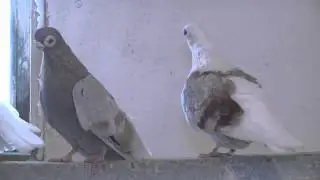 Голуби Михалыча  ч  9