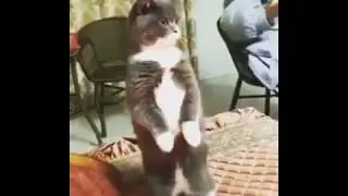 Гимн. Даже кошка встала