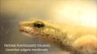 Young'uns from the pond - Southern smooth newt (Lissotriton vulgaris meridionalis)