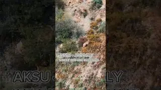 Capra sibirica (Kazakhstan)