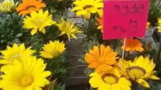 הצבעים והבירה בשוק החדש בעפולה