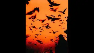 Zed x PLK x Hamza Type Beat - "Tentations" (prod. dibi)