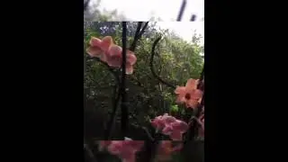 #flores