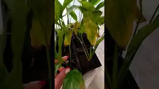 😱Покупка с Авито спатифиллум в грустном состоянии😞 #plants #растения #flowers #домашниерастения