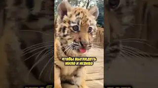 Why do even tigers stick out their tongues? 🐯🤔