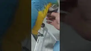 pavão adora repolho saalada