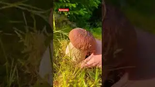 #funghi