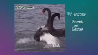 FaunaView: Tongariro New Zealand - Black Swan Encounters