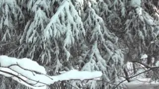 Футаж  Зимний день  Академгородок  Footage   000713