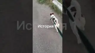 история про не Одыкватных собачников