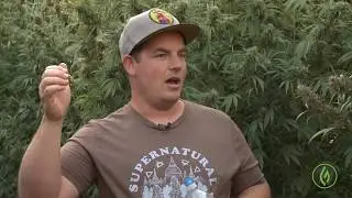 Why Harvest Cannabis During the Full Moon? Mean Gene / Green Flower