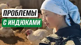 ТРУДНОСТИ НА ФЕРМЕ. ПОРА ЧТО-ТО МЕНЯТЬ!