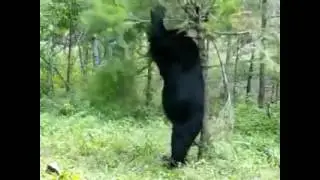 как правильно чесать спину)))))